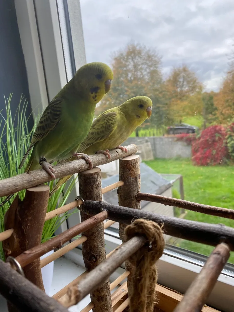 Handreared Budgies - Image 2