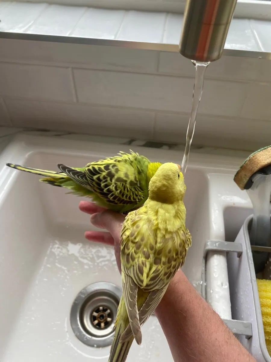 Handreared Budgies - Image 3