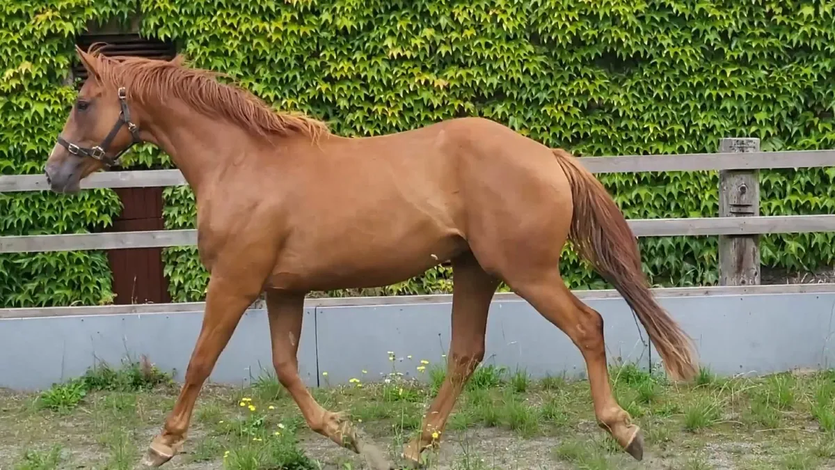 3 x Crosstown dancer Home bred 3yrs - Image 1