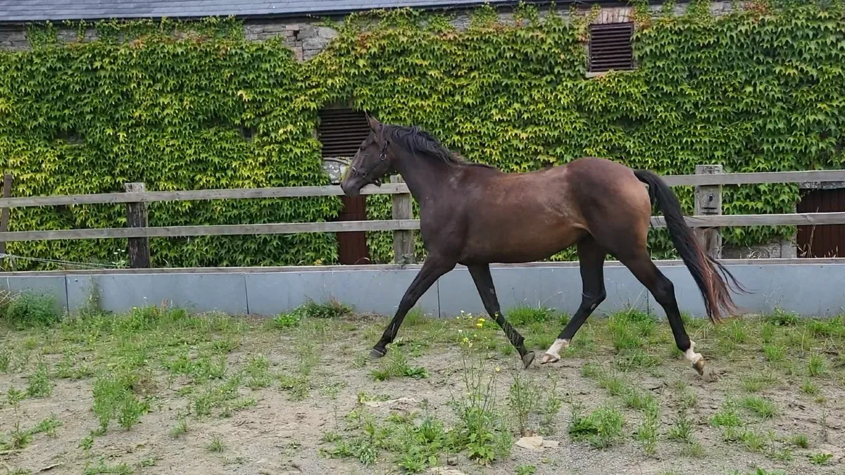 3 x Crosstown dancer Home bred 3yrs - Image 3