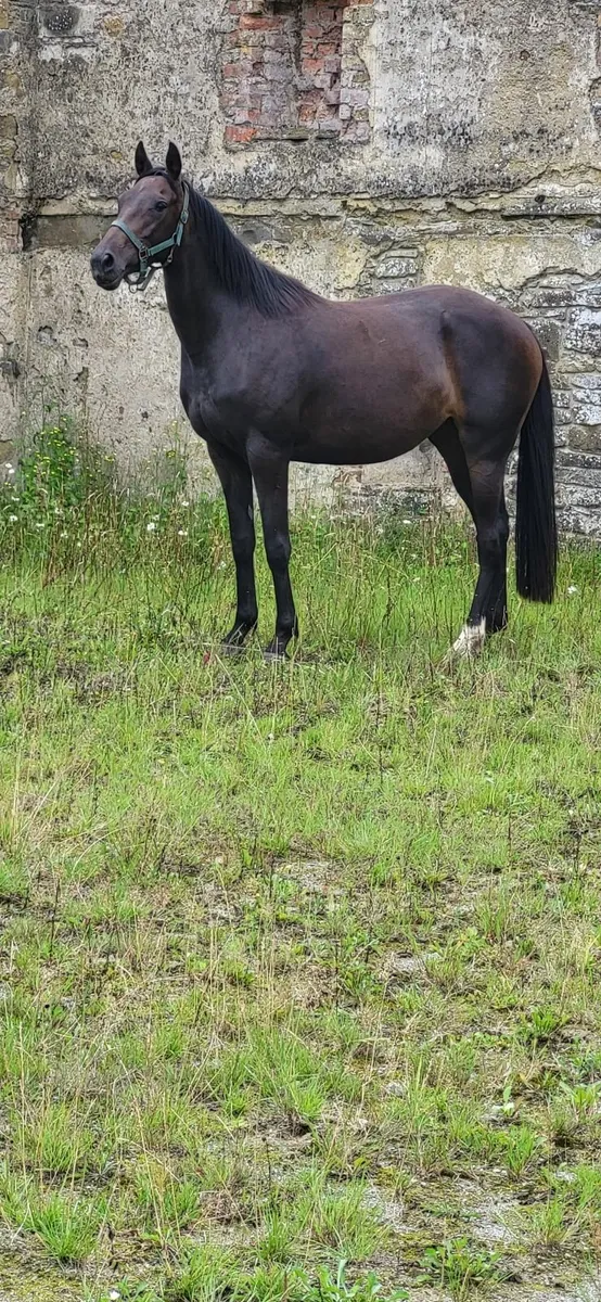 3 x Crosstown dancer Home bred 3yrs - Image 4