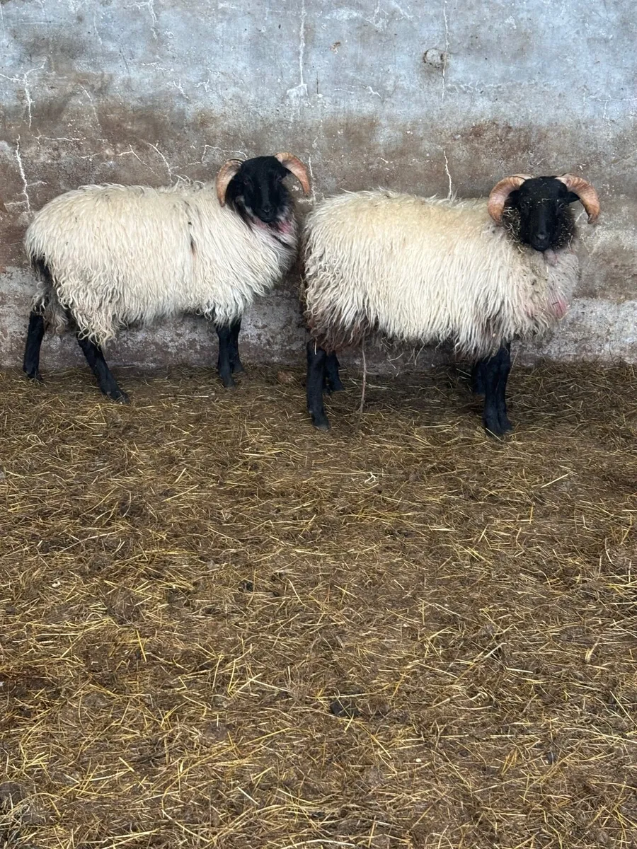 Sheep - Image 2