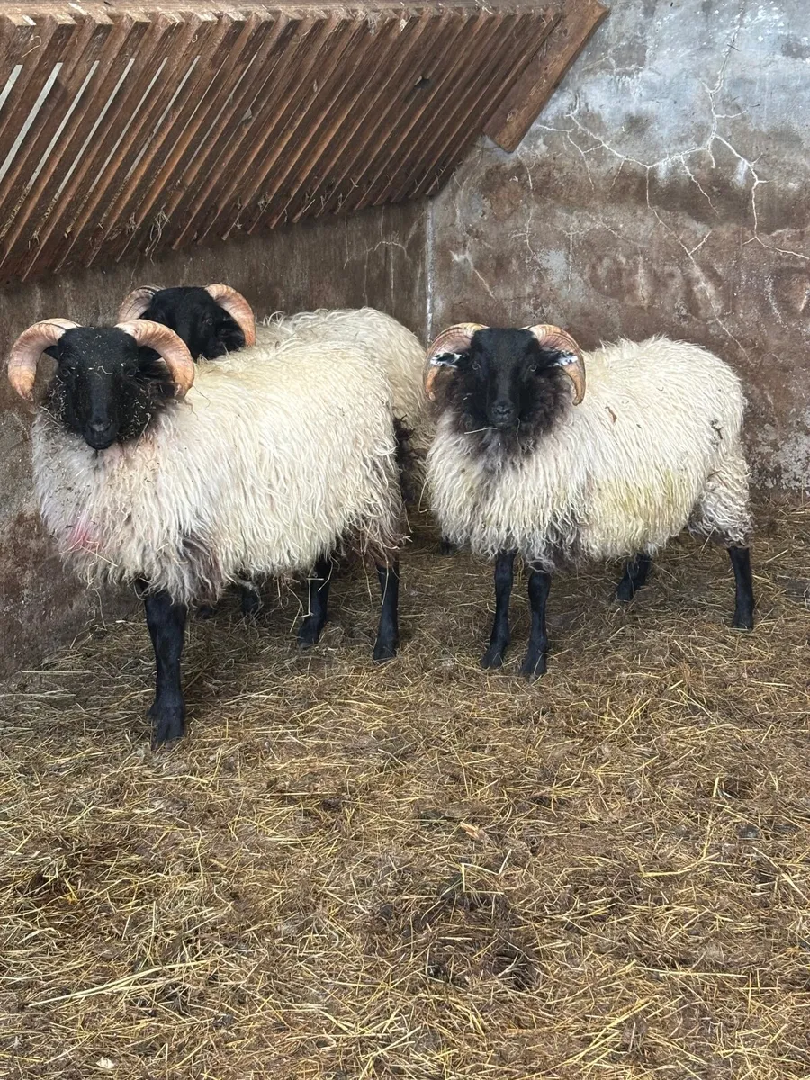 Sheep - Image 1