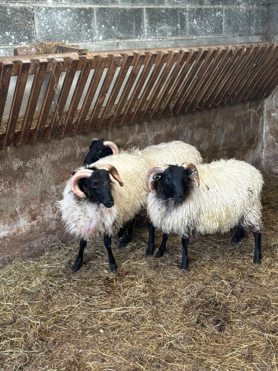 Sheep - Image 3