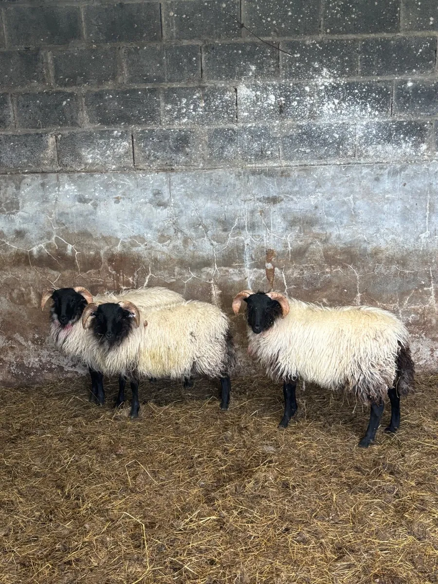 Sheep - Image 4