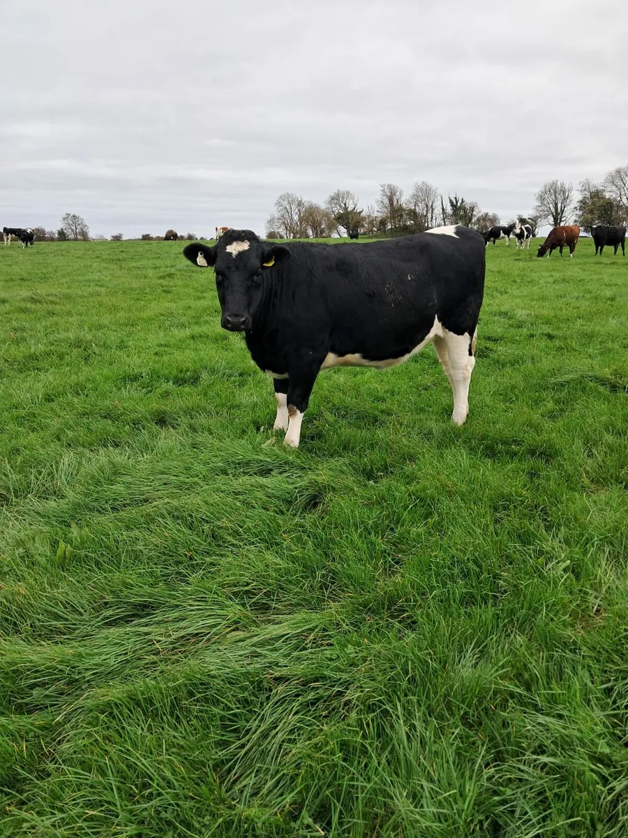 Incalf heifers - Image 1