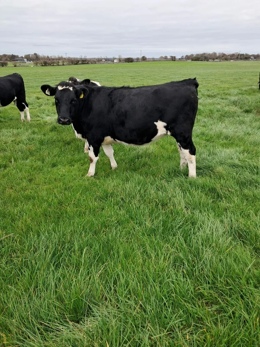 Incalf heifers - Image 2