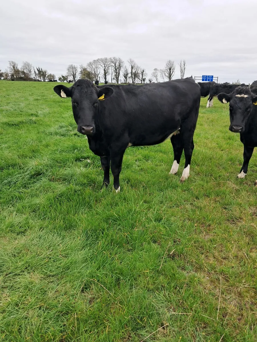 Incalf heifers - Image 3