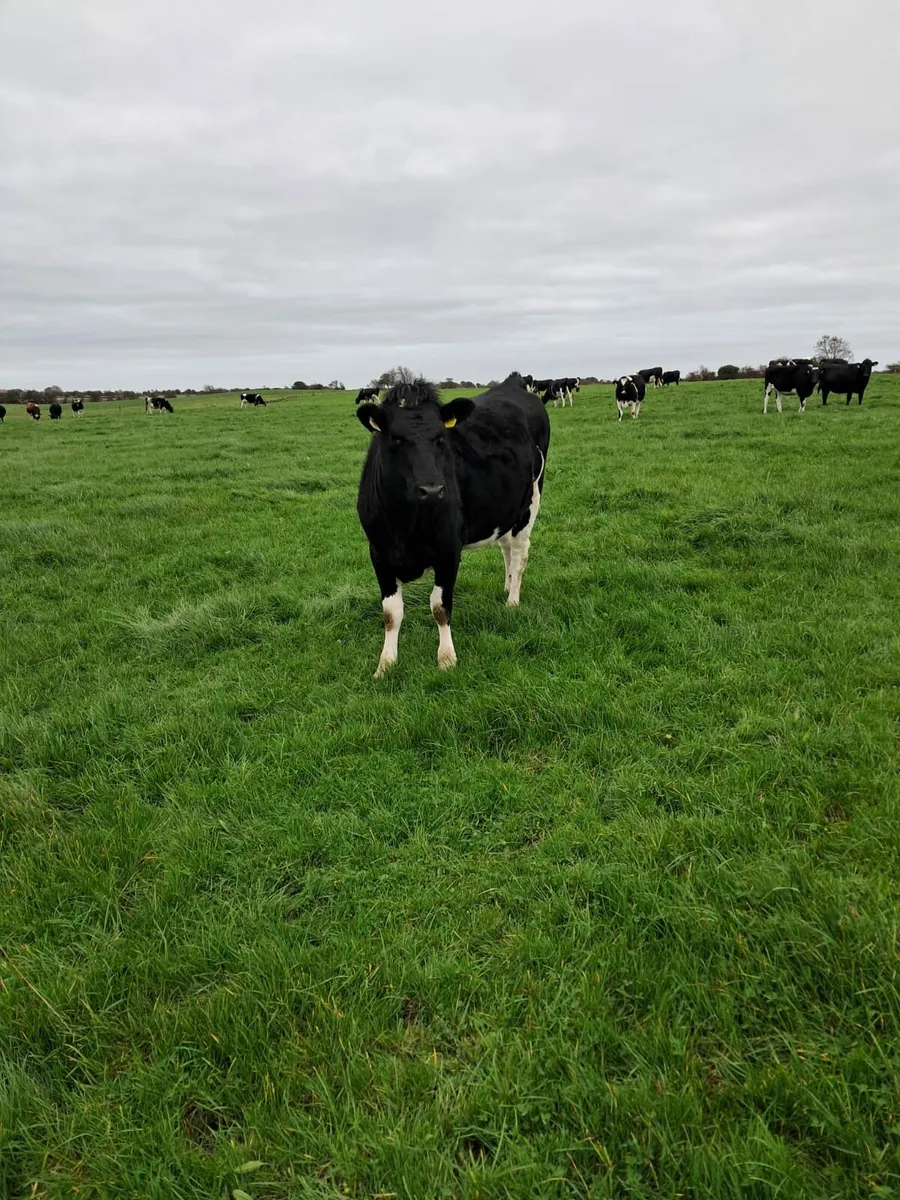 Incalf heifers - Image 4