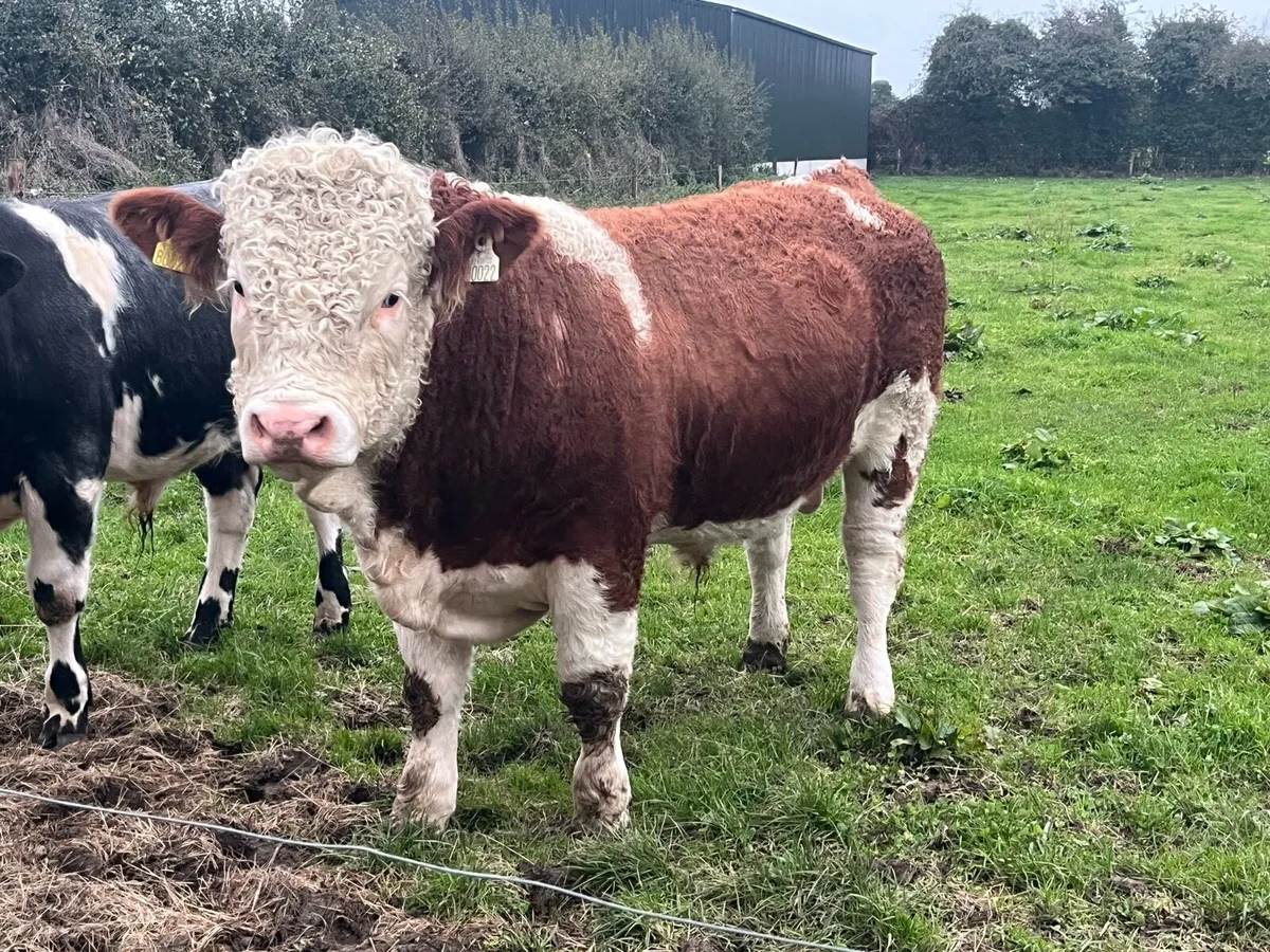 Pedigree Simmental Weaning Bull - Image 1