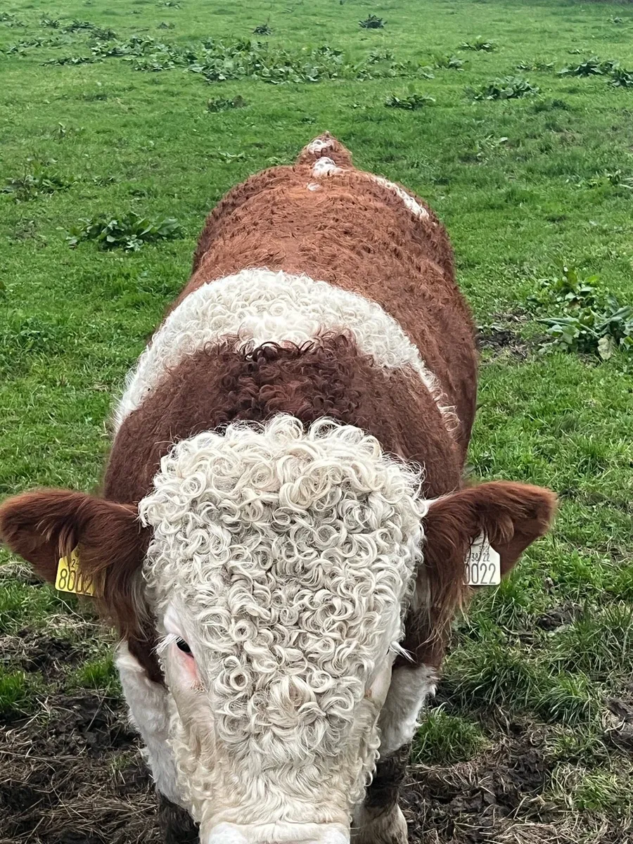 Pedigree Simmental Weaning Bull - Image 2