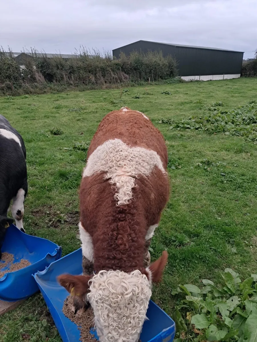 Pedigree Simmental Weaning Bull - Image 3