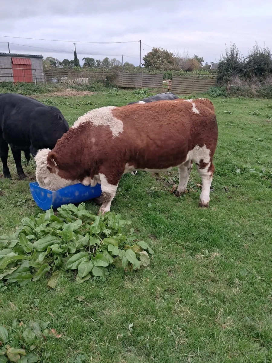 Pedigree Simmental Weaning Bull - Image 4