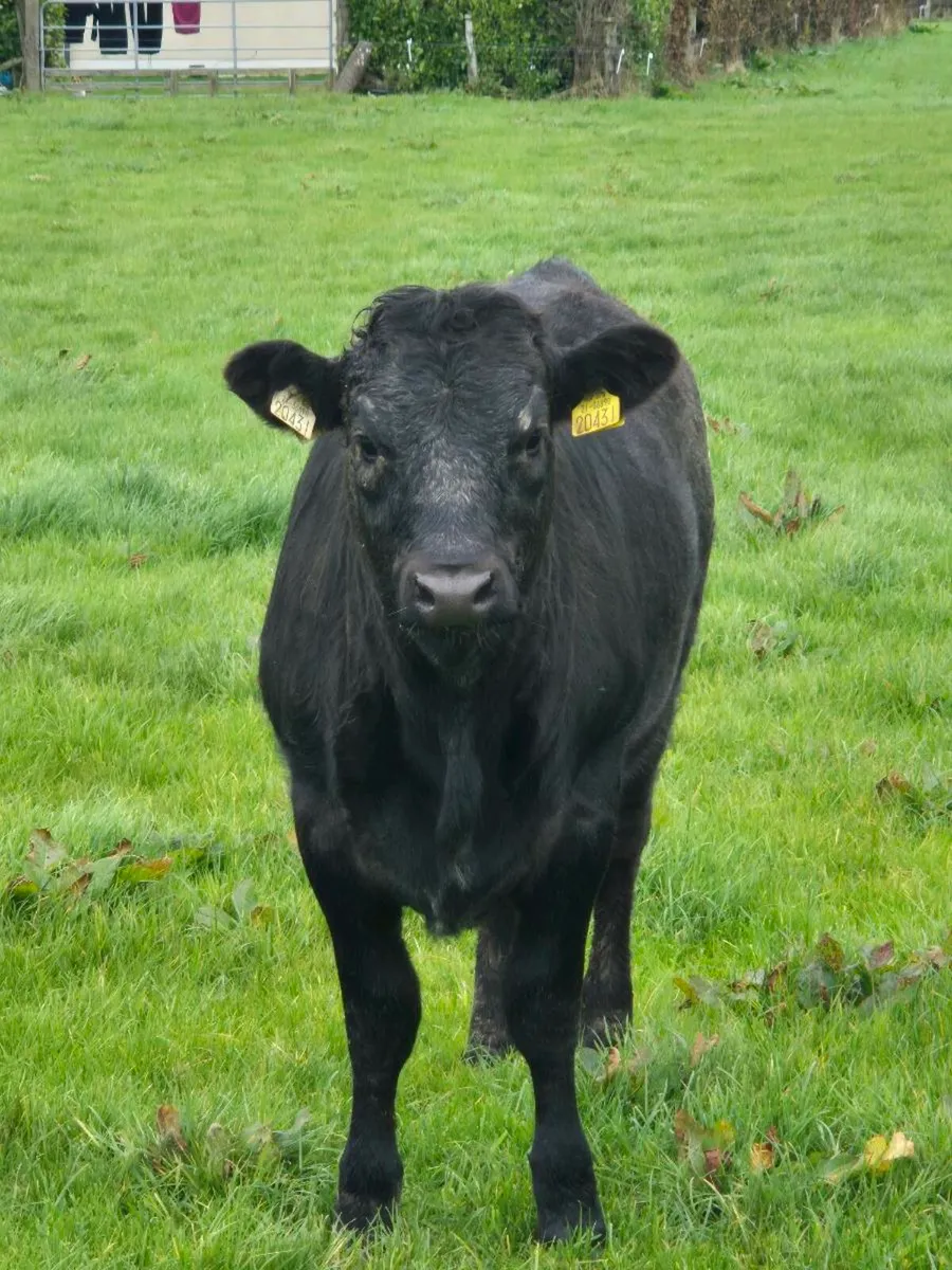 Limousin Grey Weanling Heifer - Image 1