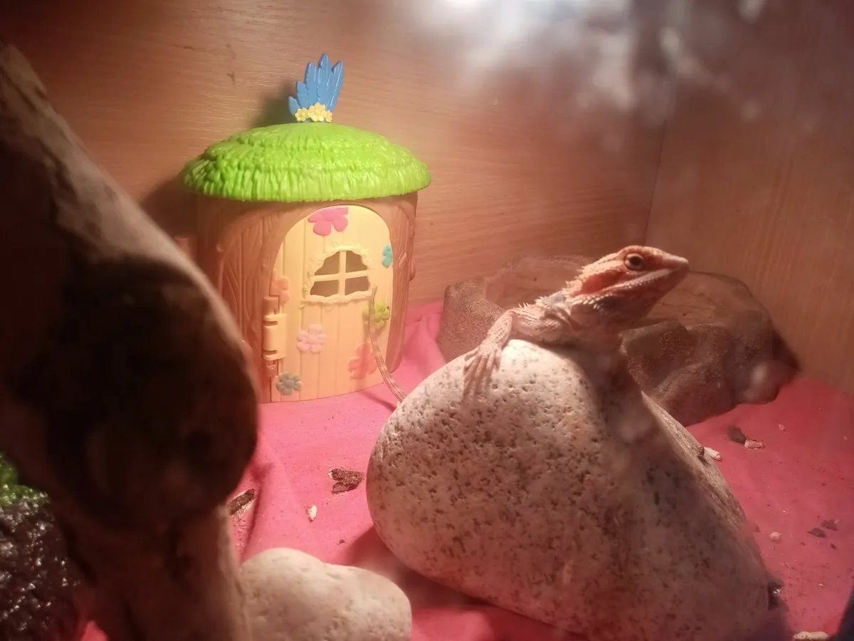Bearded dragon and enclosure - Image 1