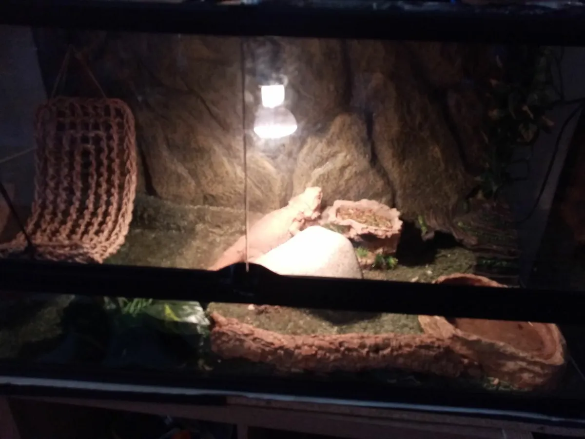 Bearded dragon and enclosure - Image 2