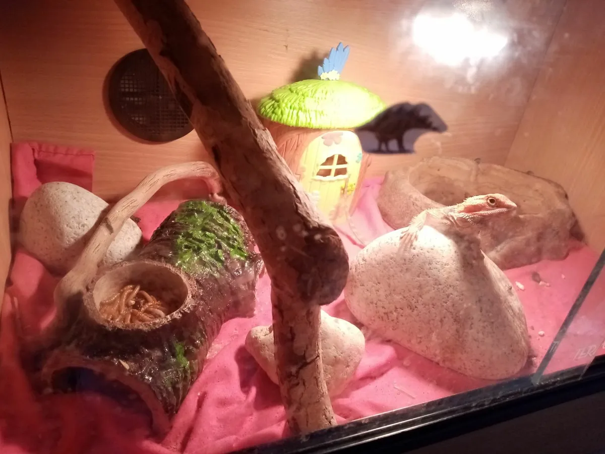 Bearded dragon and enclosure - Image 3