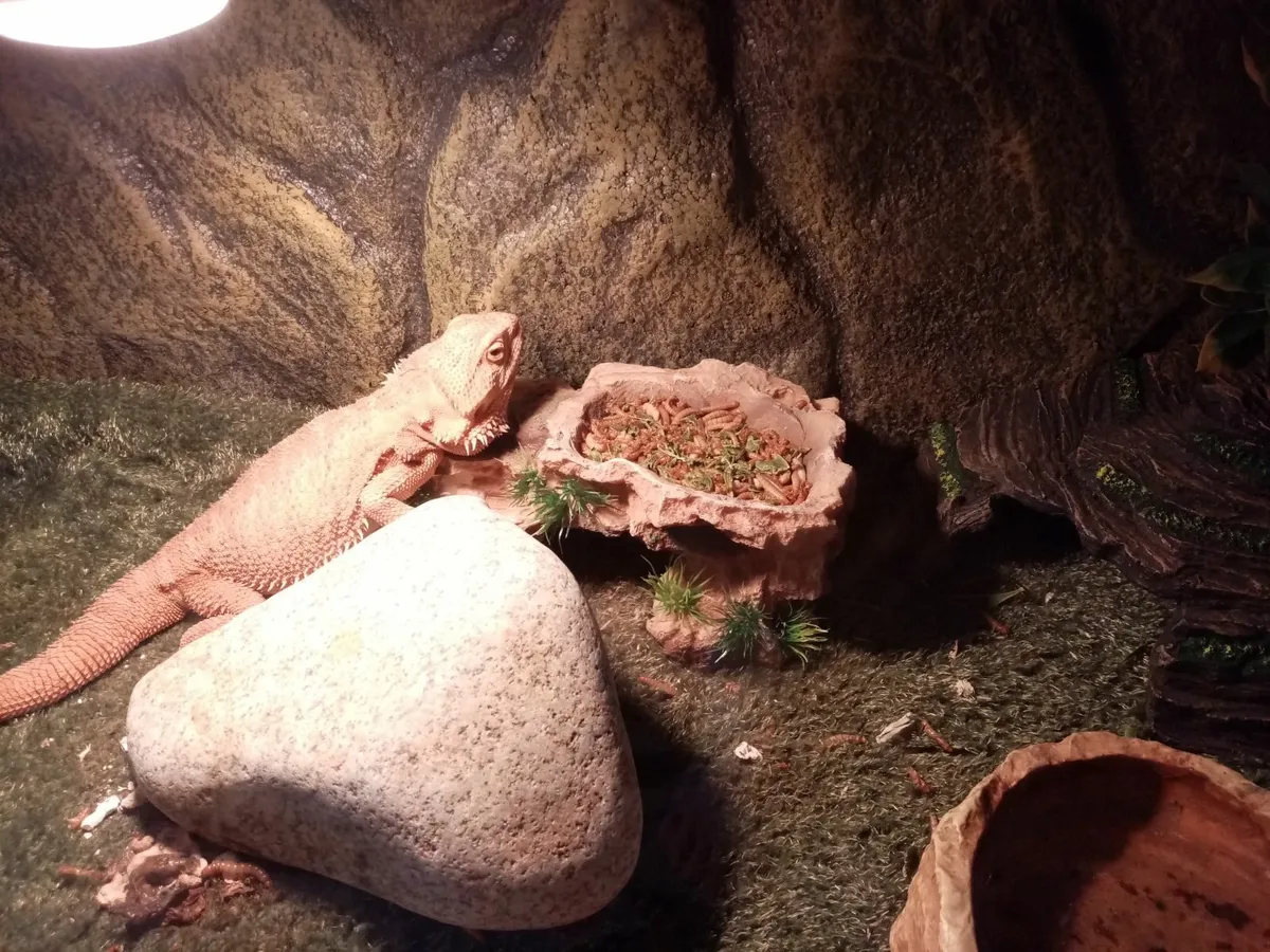 Bearded dragon and enclosure - Image 4