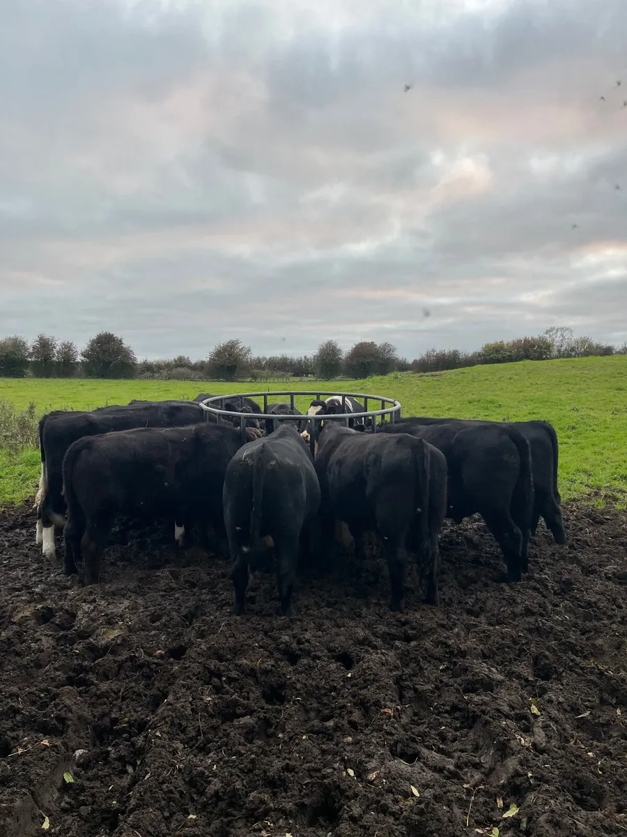 32 bullocks - Image 1