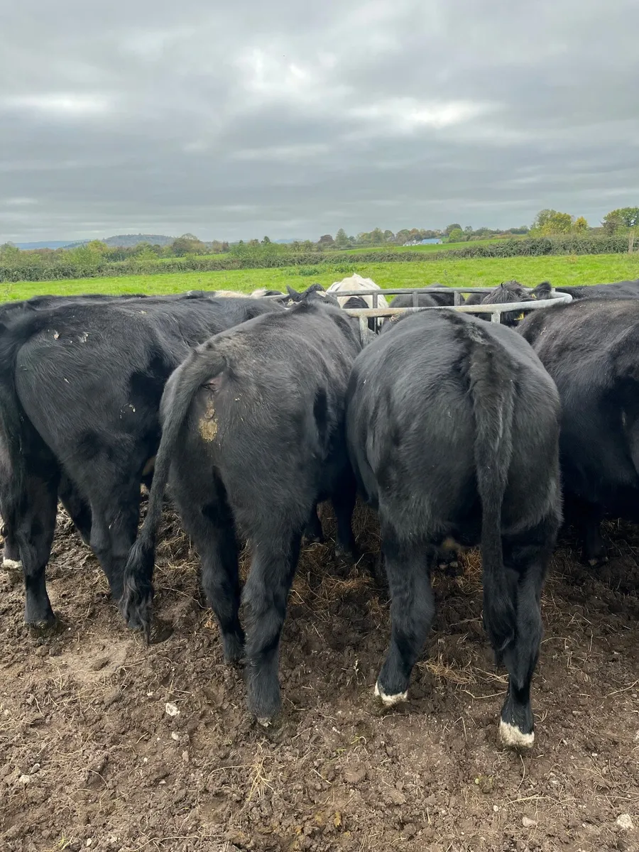 32 bullocks - Image 2