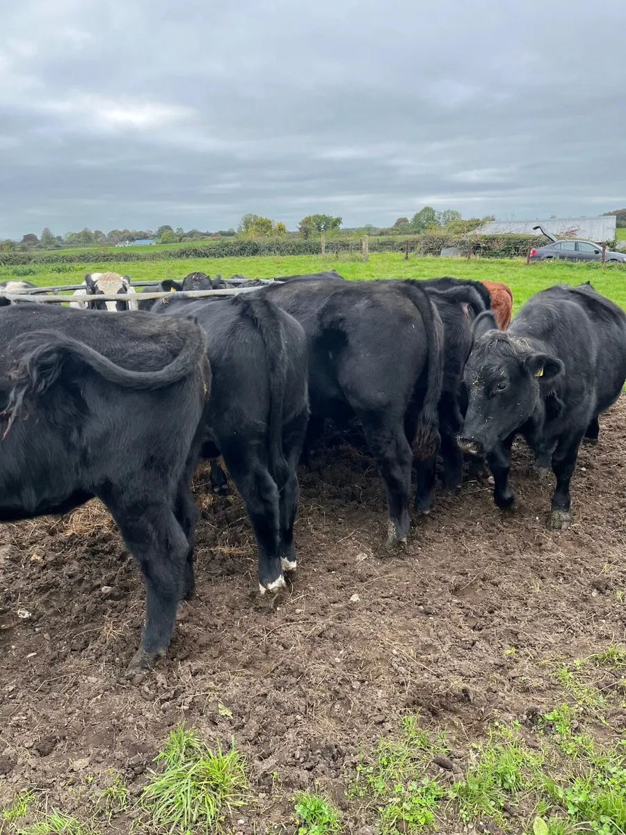 32 bullocks - Image 3