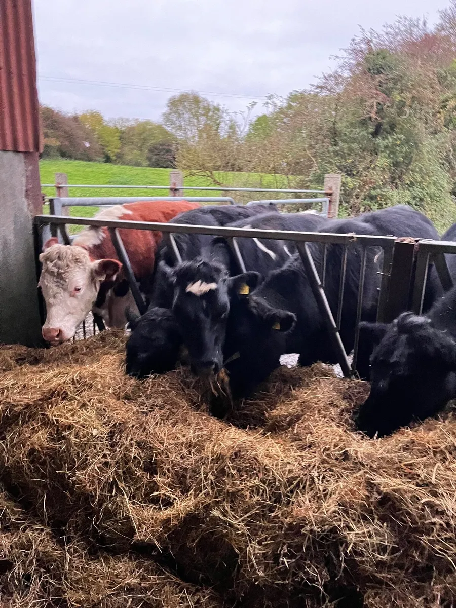 32 bullocks - Image 4