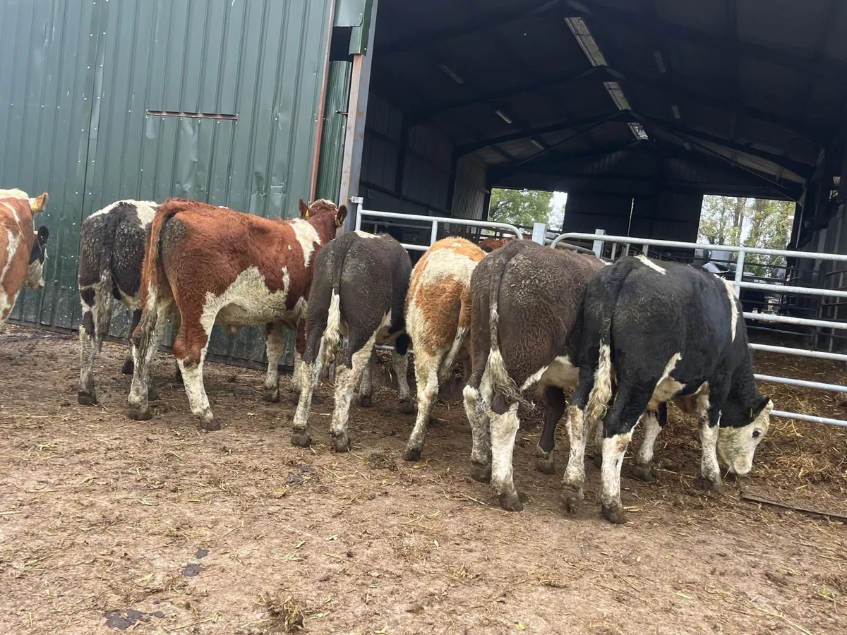 9 super  continental store bullocks - Image 1