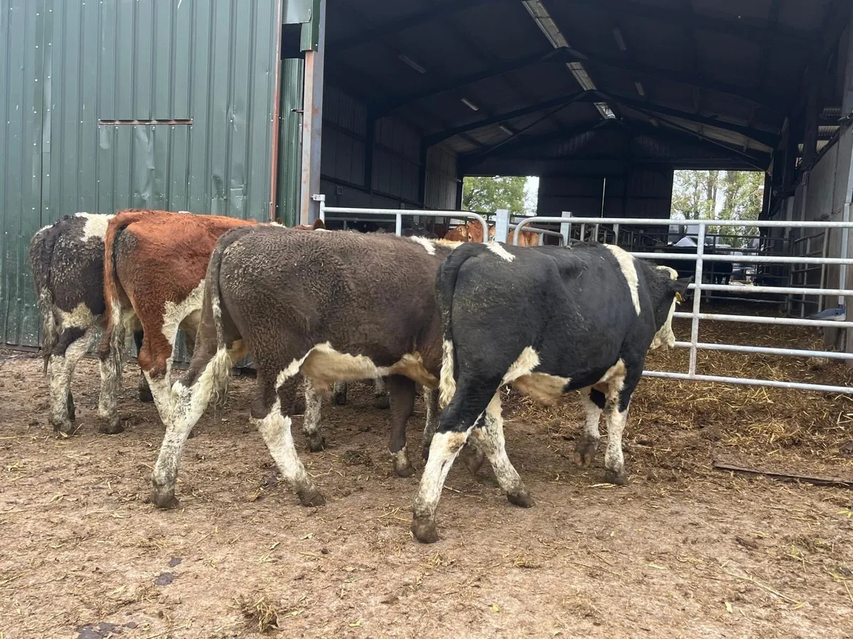9 super  continental store bullocks - Image 2