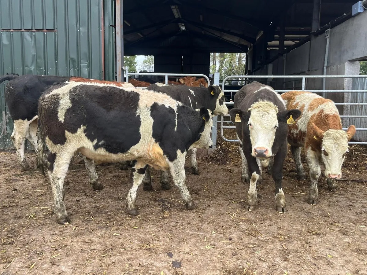 9 super  continental store bullocks - Image 3