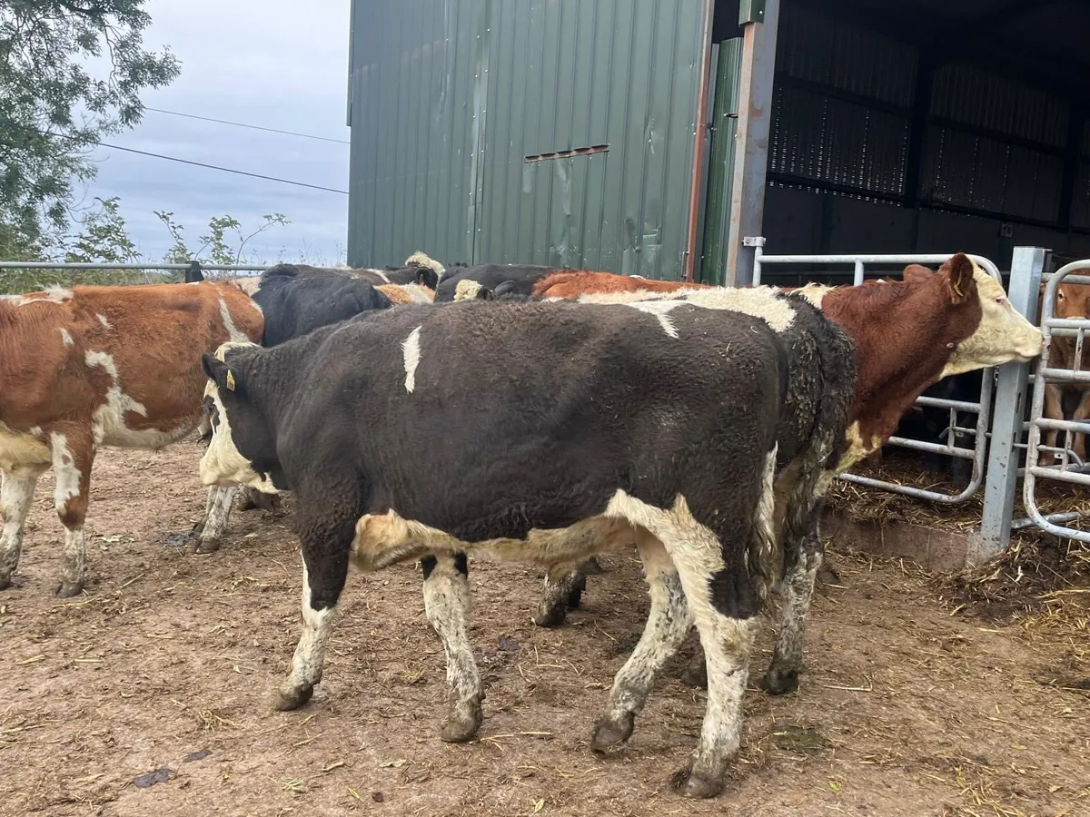 9 super  continental store bullocks - Image 4