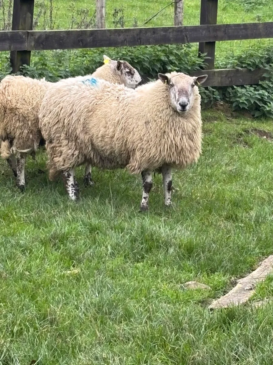 Brockie rams - Image 2