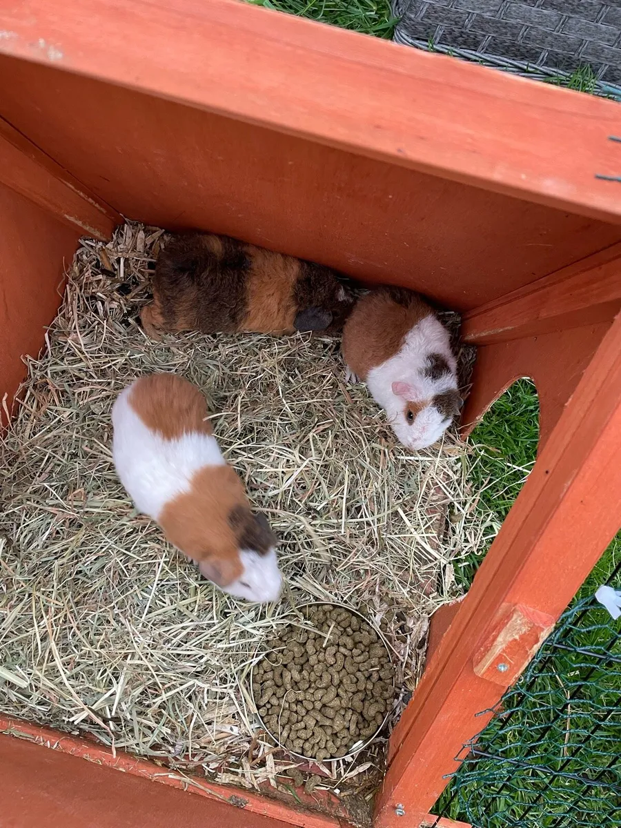 Guinea pigs - Image 1