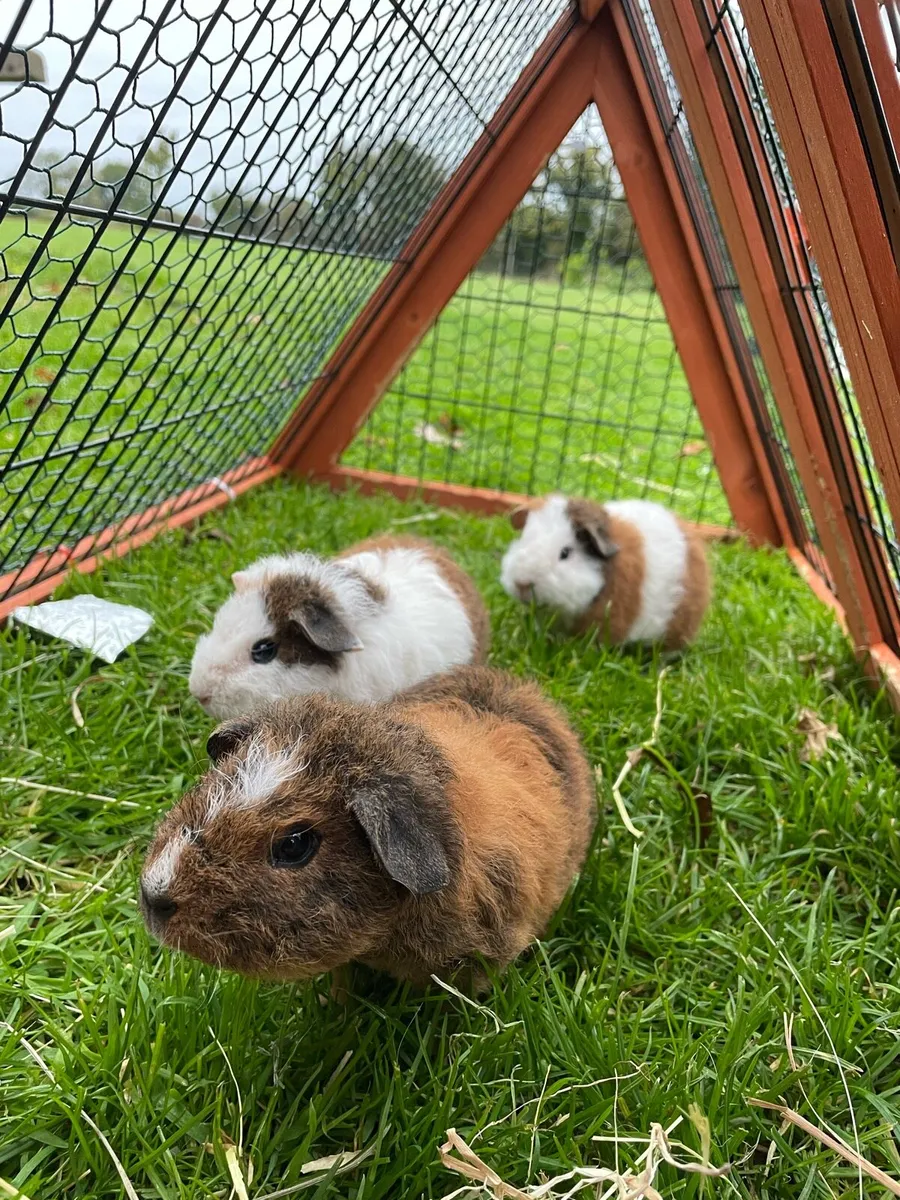 Guinea pigs - Image 2
