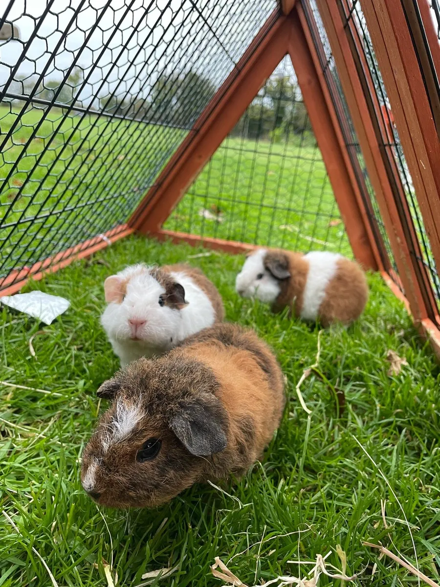 Guinea pigs - Image 3