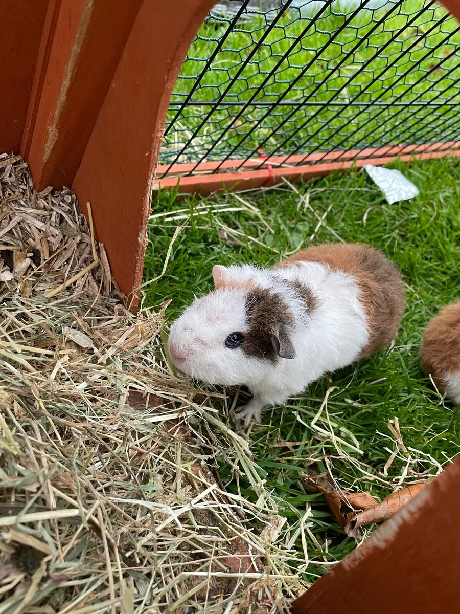 Guinea pigs - Image 4