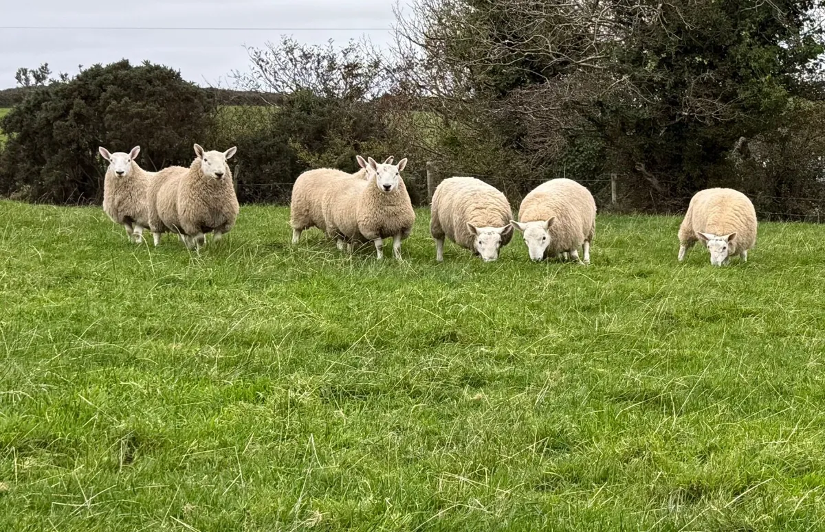 North country Cheviot ram lambs - Image 1
