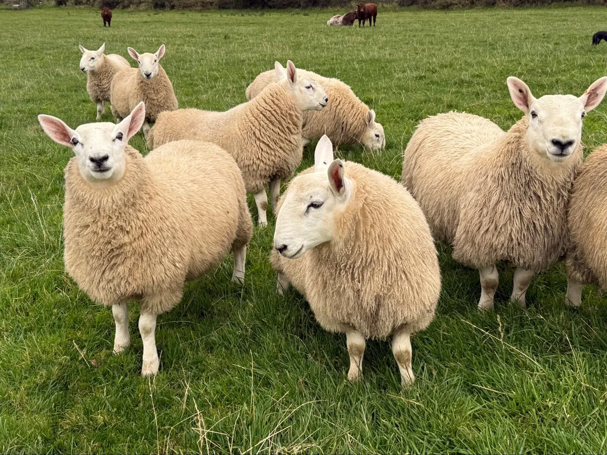 North country Cheviot ram lambs - Image 2