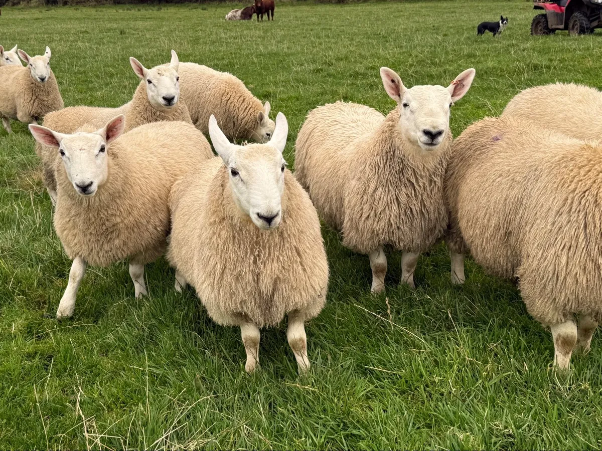 North country Cheviot ram lambs - Image 3