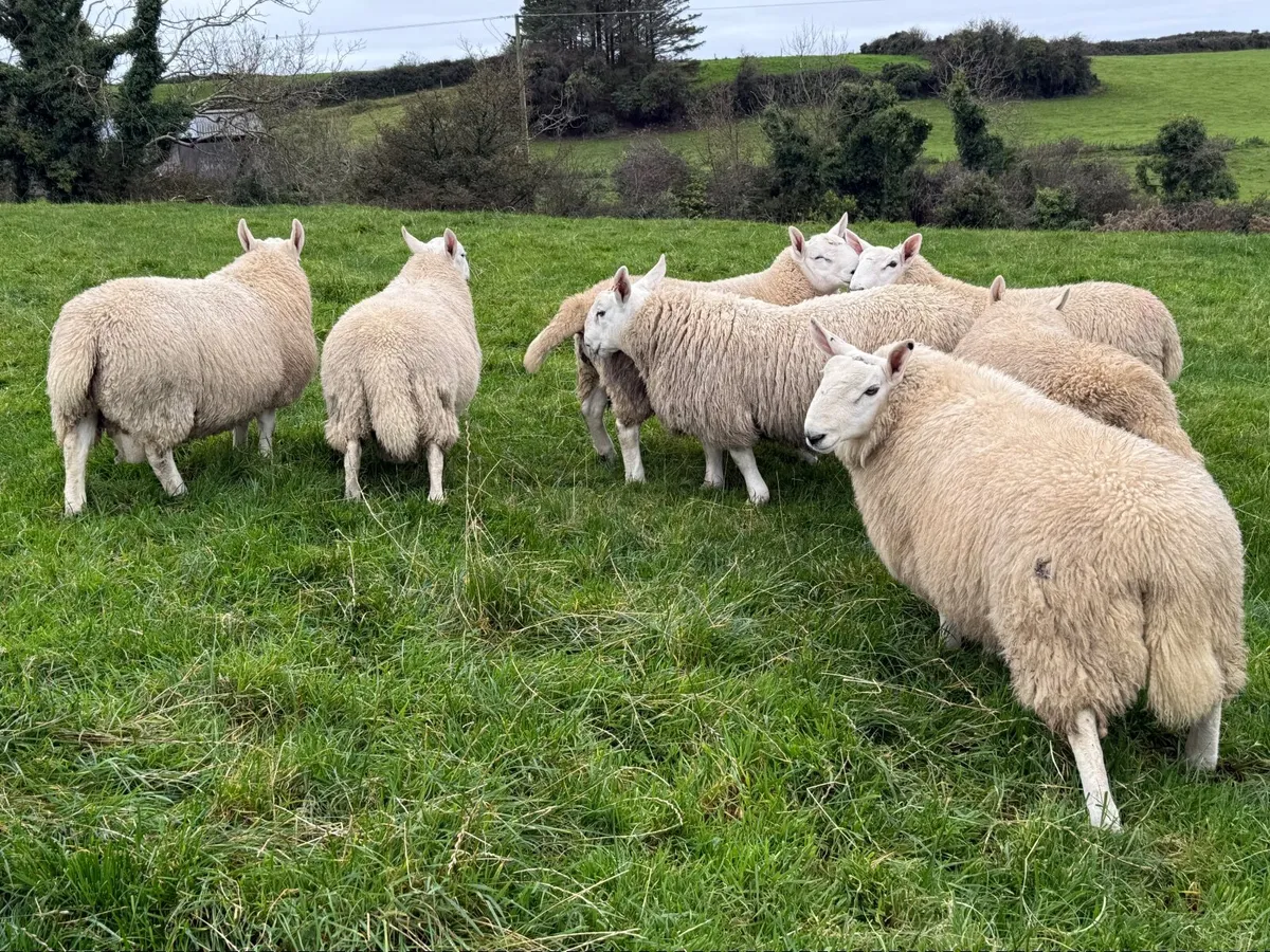 North country Cheviot ram lambs - Image 4