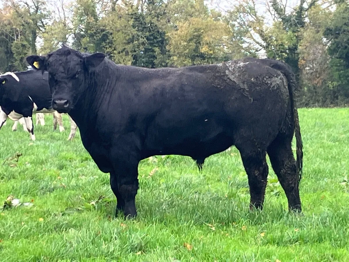 Aberdeen Angus bull - Image 1