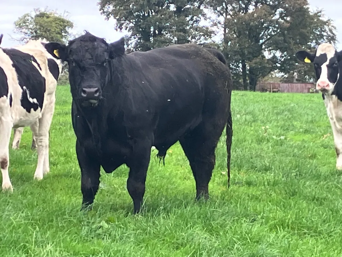 Aberdeen Angus bull - Image 2