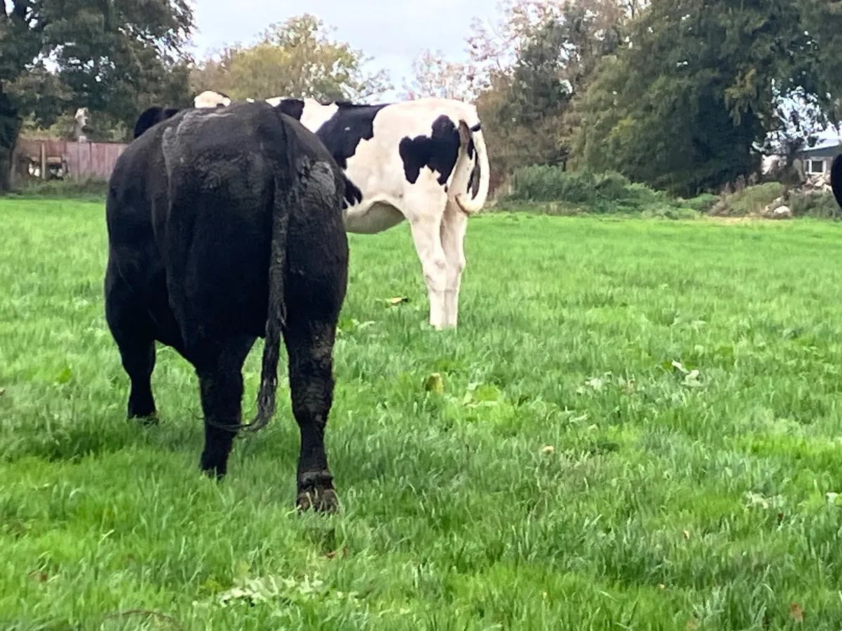 Aberdeen Angus bull - Image 3