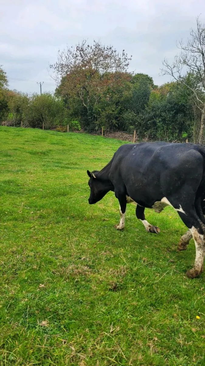 Br freisan incalf heifer - Image 1