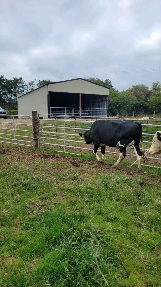 Br freisan incalf heifer - Image 2