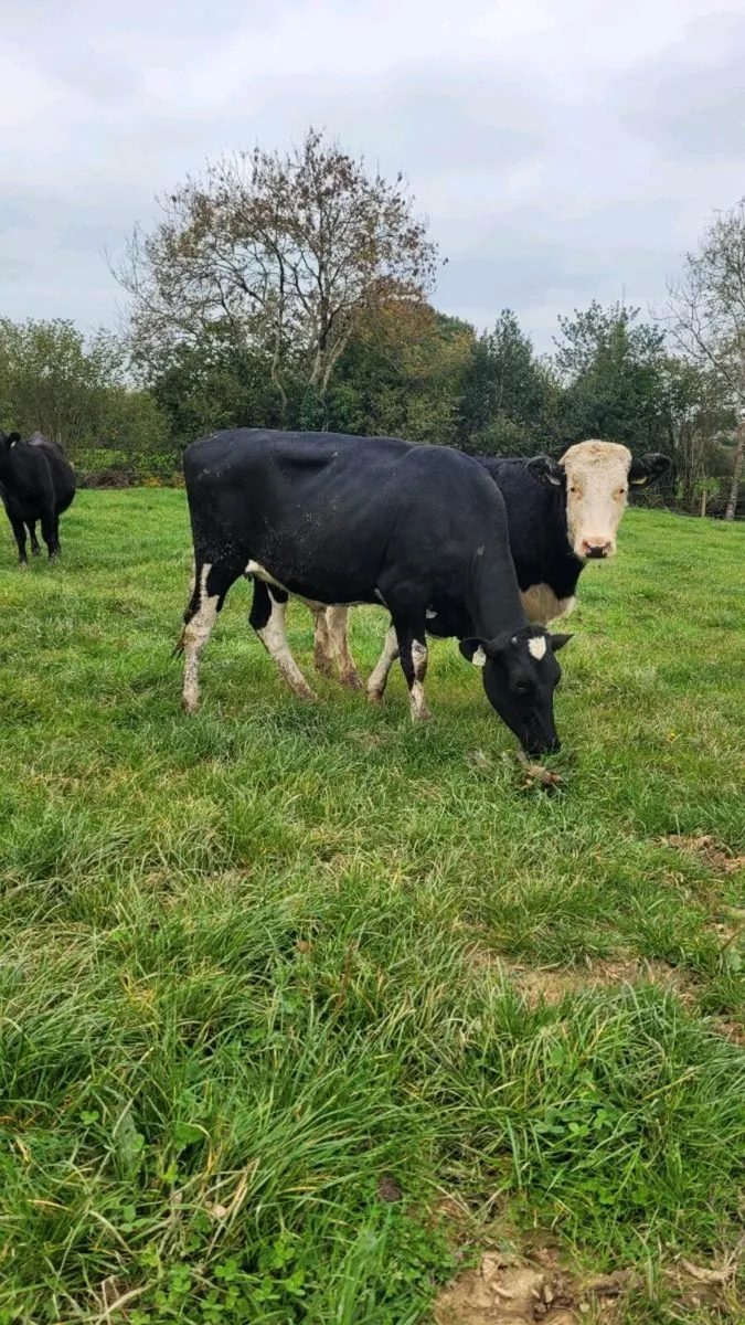 Br freisan incalf heifer - Image 3