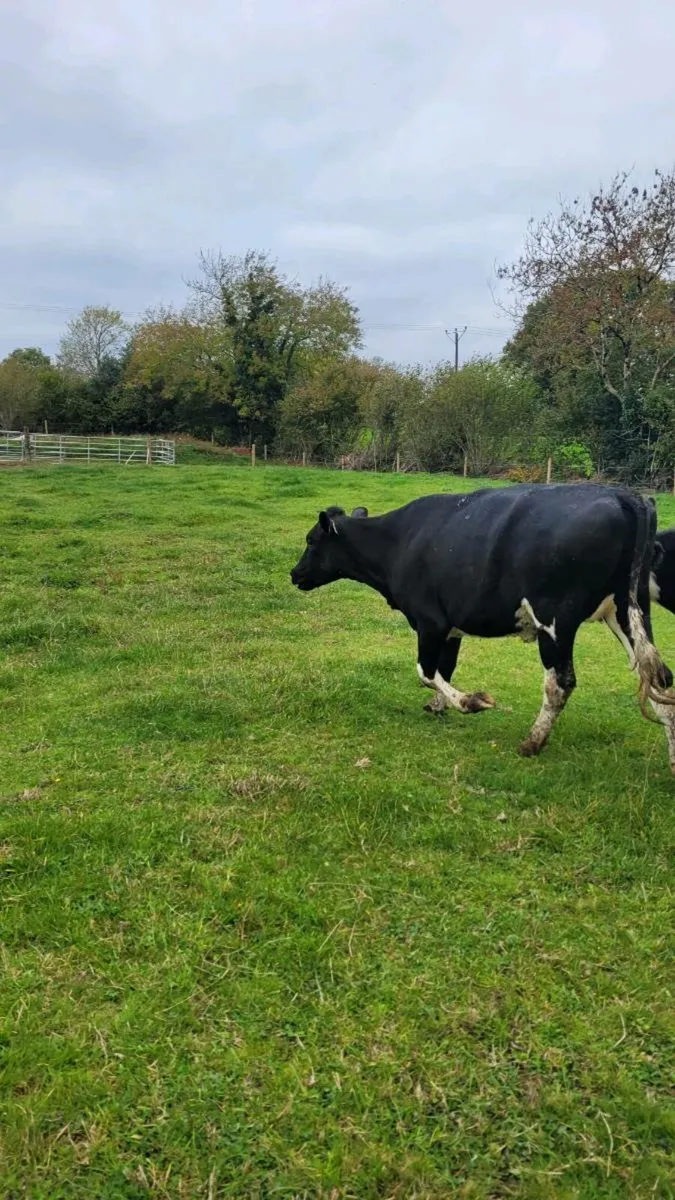 Br freisan incalf heifer - Image 4