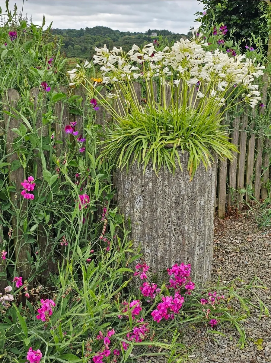 Garden Pots - Image 2