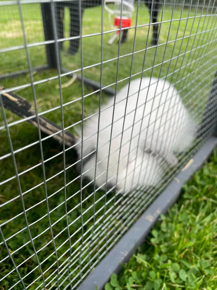 Male rabbit - Image 1