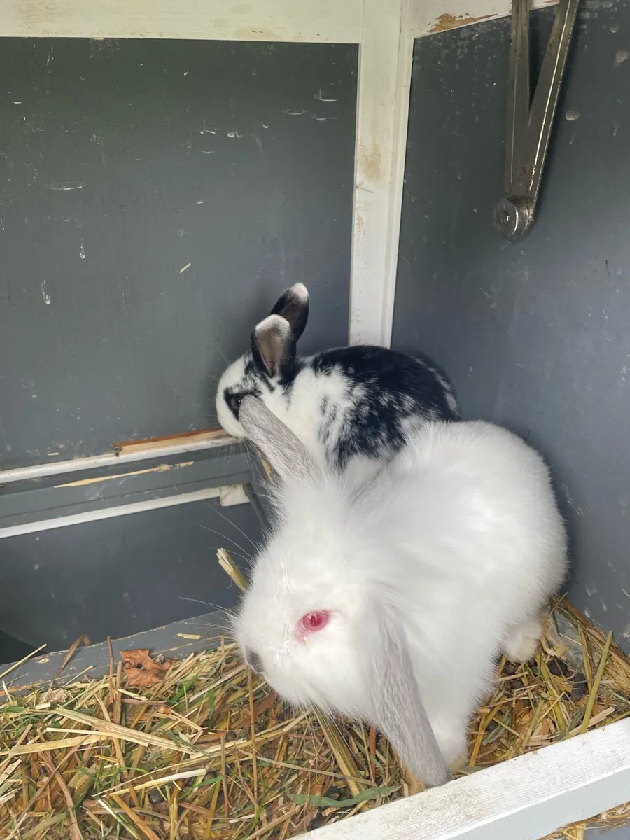 Male rabbit - Image 2