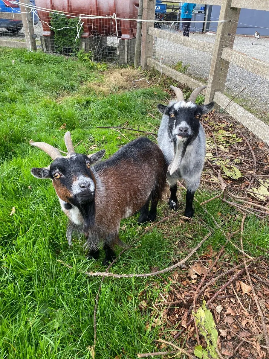 Pygmy Goats x2Females - Image 1